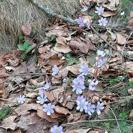 Chalet Tilia Banjska Stena Mitrovac