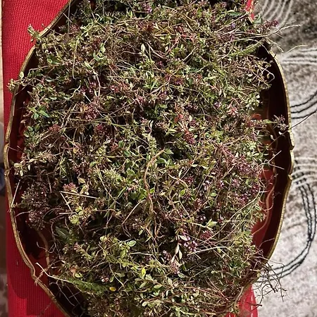 Шале Tilia Banjska Stena *