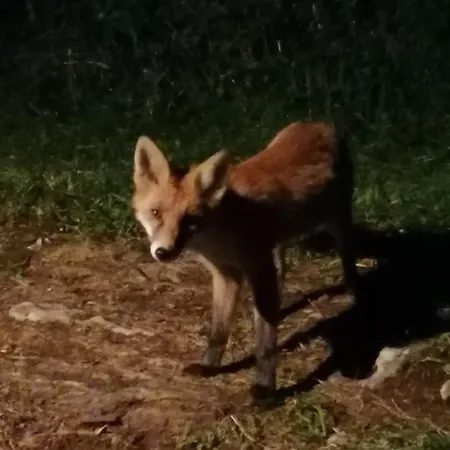 Шале Tilia Banjska Stena Митровац