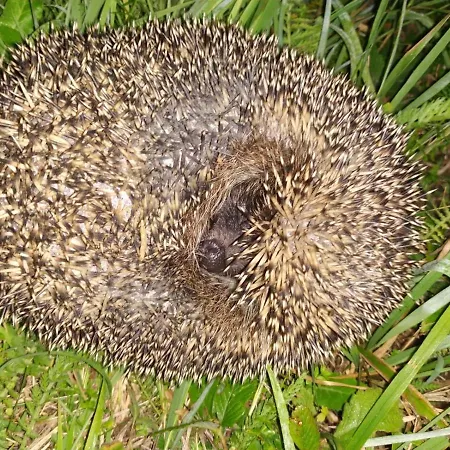 Tilia Banjska Stena * Митровац