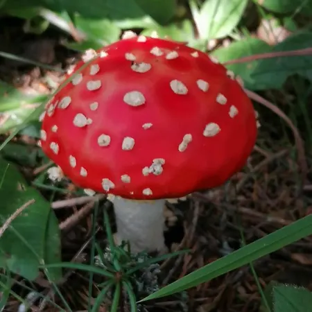 Tilia Banjska Stena Mitrovac
