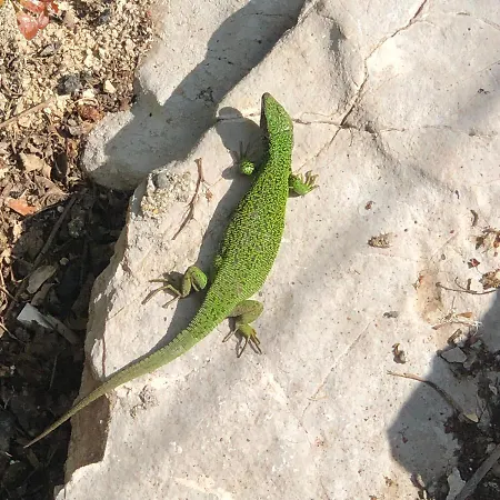 Tilia Banjska Stena Шале Митровац