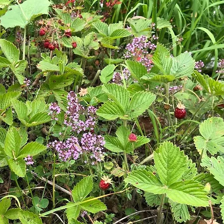 Tilia Banjska Stena Шале Митровац