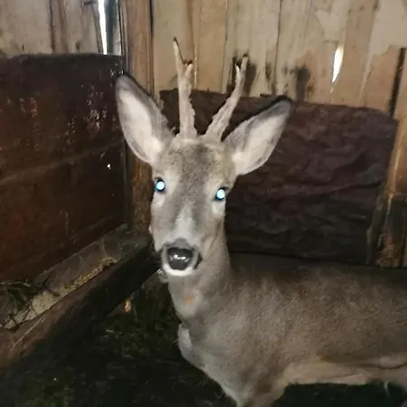 Tilia Banjska Stena * Митровац