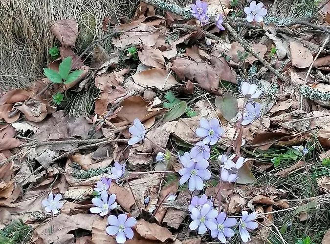 Horská chata Tilia Banjska Stena Mitrovac