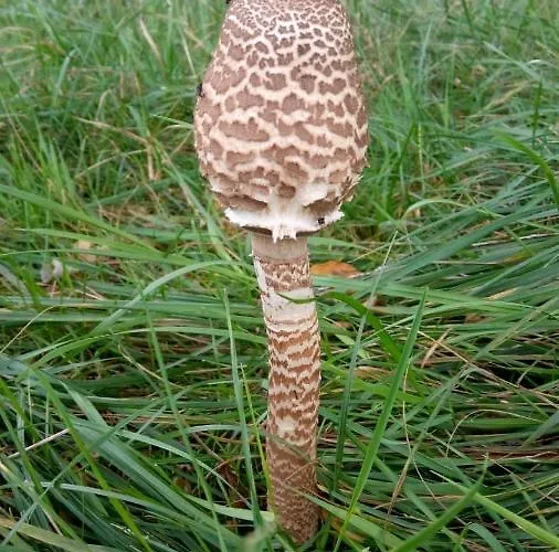 Tilia Banjska Stena Horská chata