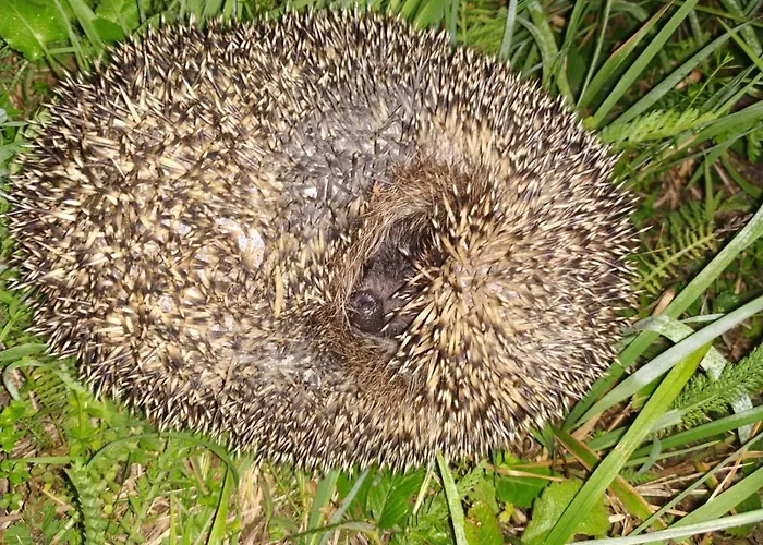 Tilia Banjska Stena * Mitrovac