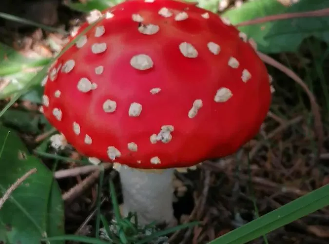 Tilia Banjska Stena Mitrovac