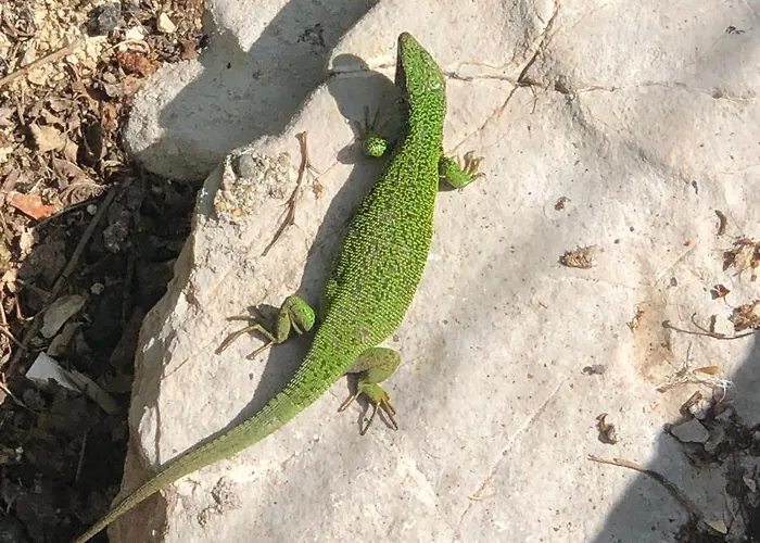 Tilia Banjska Stena Horská chata Mitrovac