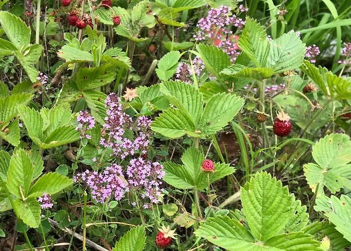 Tilia Banjska Stena Horská chata Mitrovac
