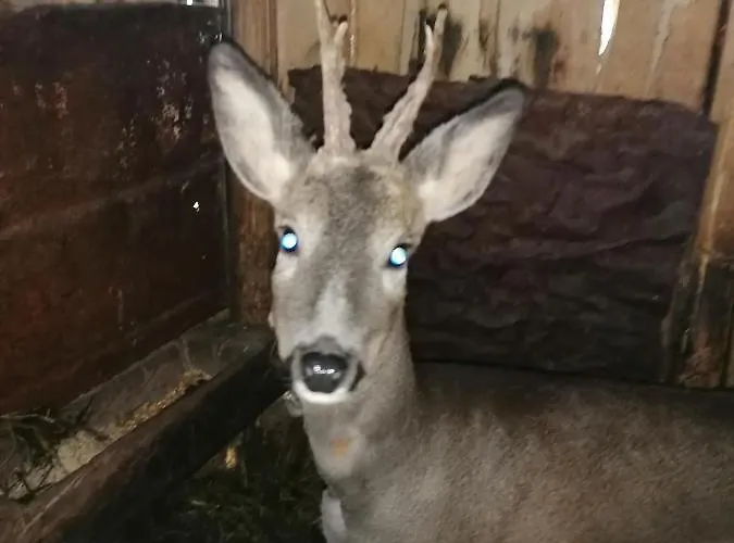 Tilia Banjska Stena * Mitrovac